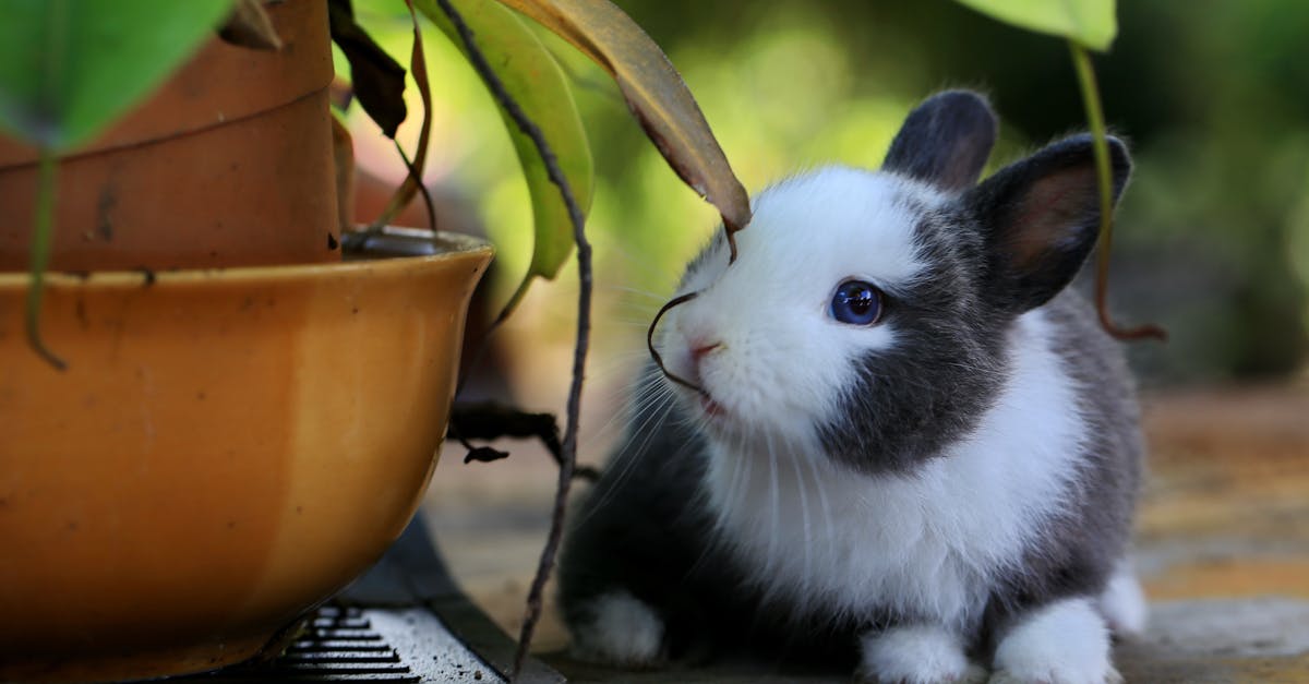 découvrez le monde fascinant des lapins : ces adorables créatures aux grandes oreilles, leur habitat, leurs comportements et des conseils pour en prendre soin.