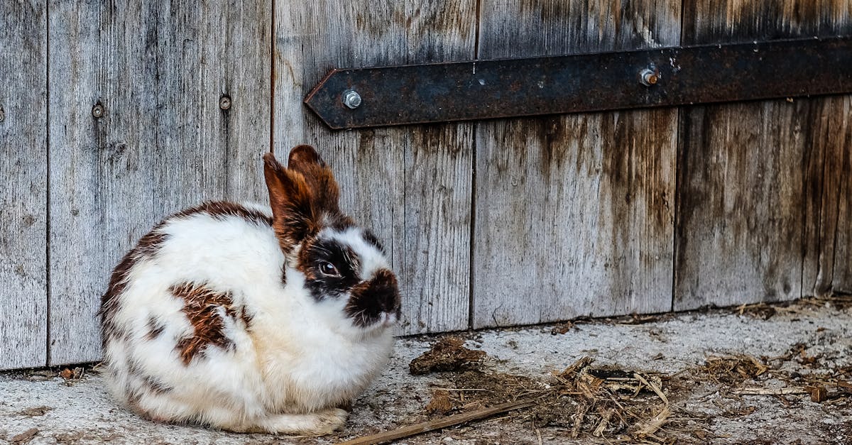 découvrez l'univers fascinant des lapins : comportements, soins, alimentation et conseils pour en faire le compagnon idéal. apprenez tout sur ces animaux adorables et leur habitat naturel.
