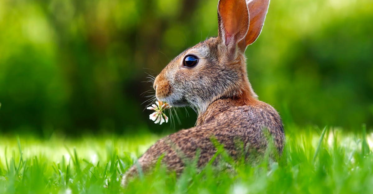 découvrez l'univers fascinant des lapins : leur comportement, leurs habitats, et des conseils pour les adopter et en prendre soin. plongez dans le monde doux et ludique de ces animaux adorables.
