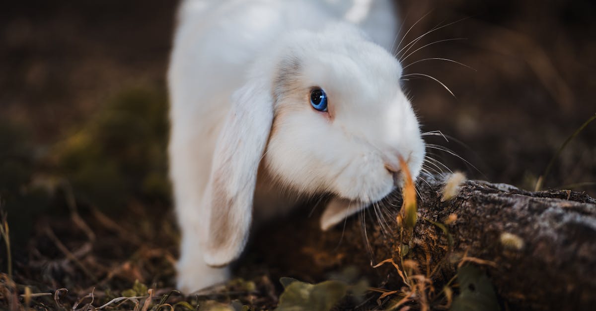 découvrez l'univers fascinant des lapins : des informations sur leur comportement, leurs soins, leur alimentation et les différentes races existantes. apprenez à connaître ces animaux adorables et comment en prendre soin.