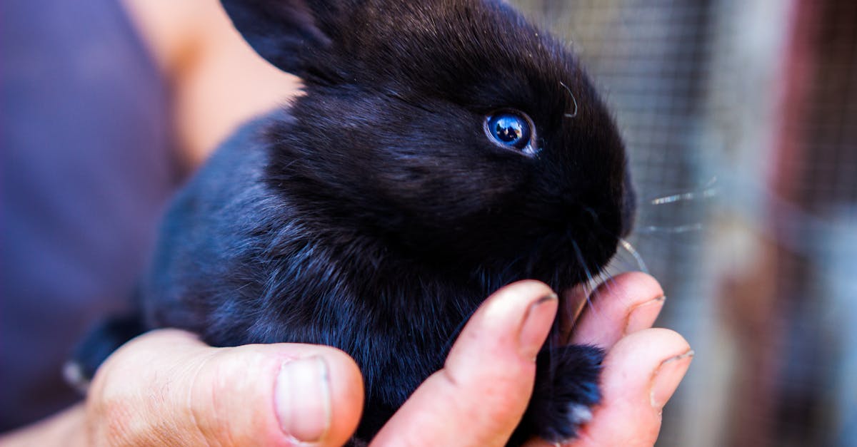 découvrez tout sur le monde fascinant des lapins ! apprenez leurs habitudes, leurs besoins et comment les élever en tant qu'animaux de compagnie adorables et affectueux. une source d'informations essentielle pour les amoureux des animaux.