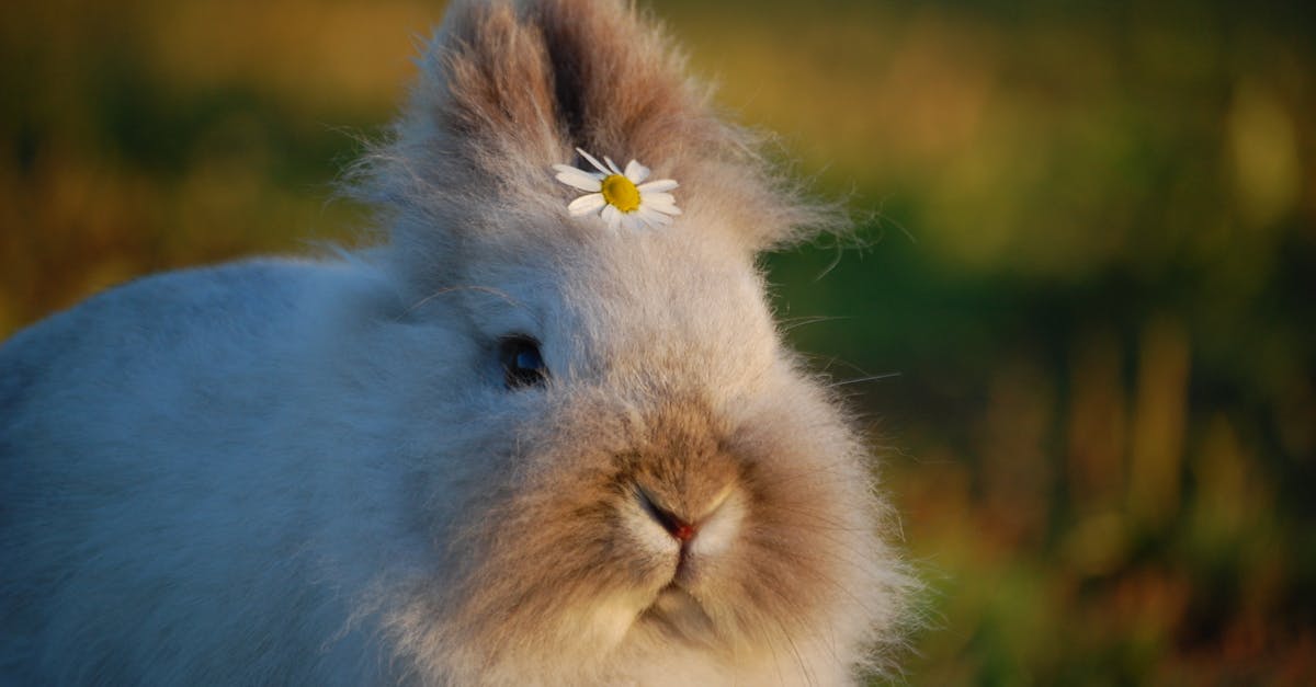 découvrez le monde fascinant des lapins, des animaux adorables et sociables, parfaits pour les familles. apprenez à prendre soin de votre compagnon à grandes oreilles et explorez les différentes races de lapins pour choisir celui qui vous conviendra le mieux.
