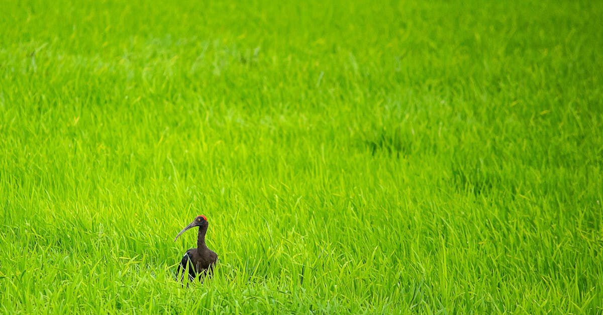découvrez des solutions éco-friendly pour adopter un mode de vie respectueux de l’environnement. astuces, produits et conseils pour préserver la planète au quotidien.