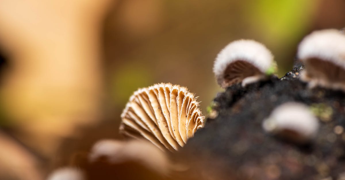 découvrez notre lubrifiant comestible, parfait pour allier plaisir et douceur. formulé avec des ingrédients sûrs et savoureux, il apporte confort et gourmandise à vos moments intimes.