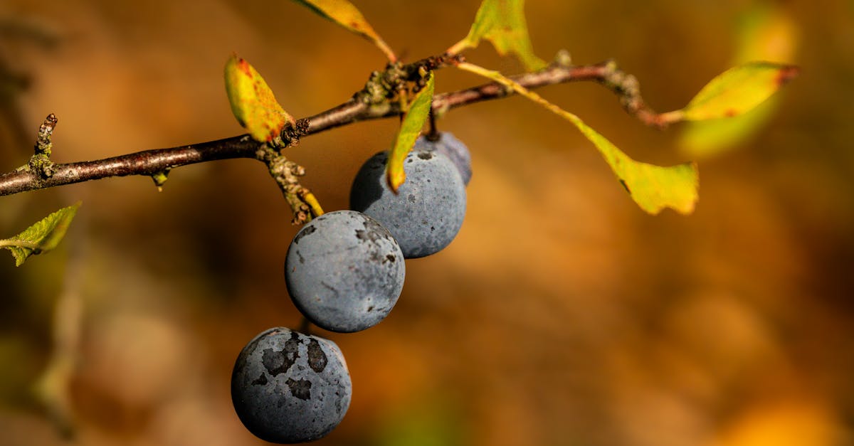 découvrez les lubrifiants comestibles : des produits sûrs et savoureux pour pimenter vos moments intimes. idéals pour explorer de nouveaux plaisirs, tout en respectant votre bien-être et votre gourmandise !
