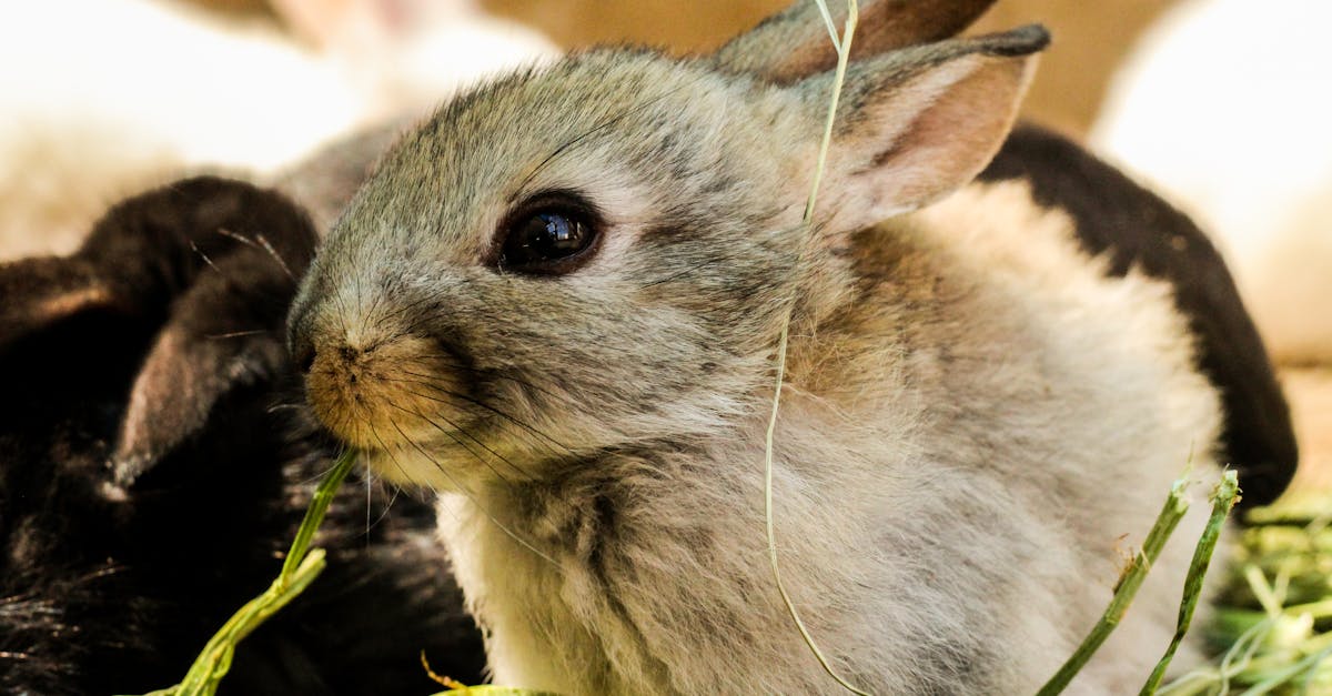 découvrez tout sur le lapin : caractéristiques, habitat, alimentation et conseils pour l'élever ou comprendre cet animal adorable, symbole de douceur et d’intelligence.