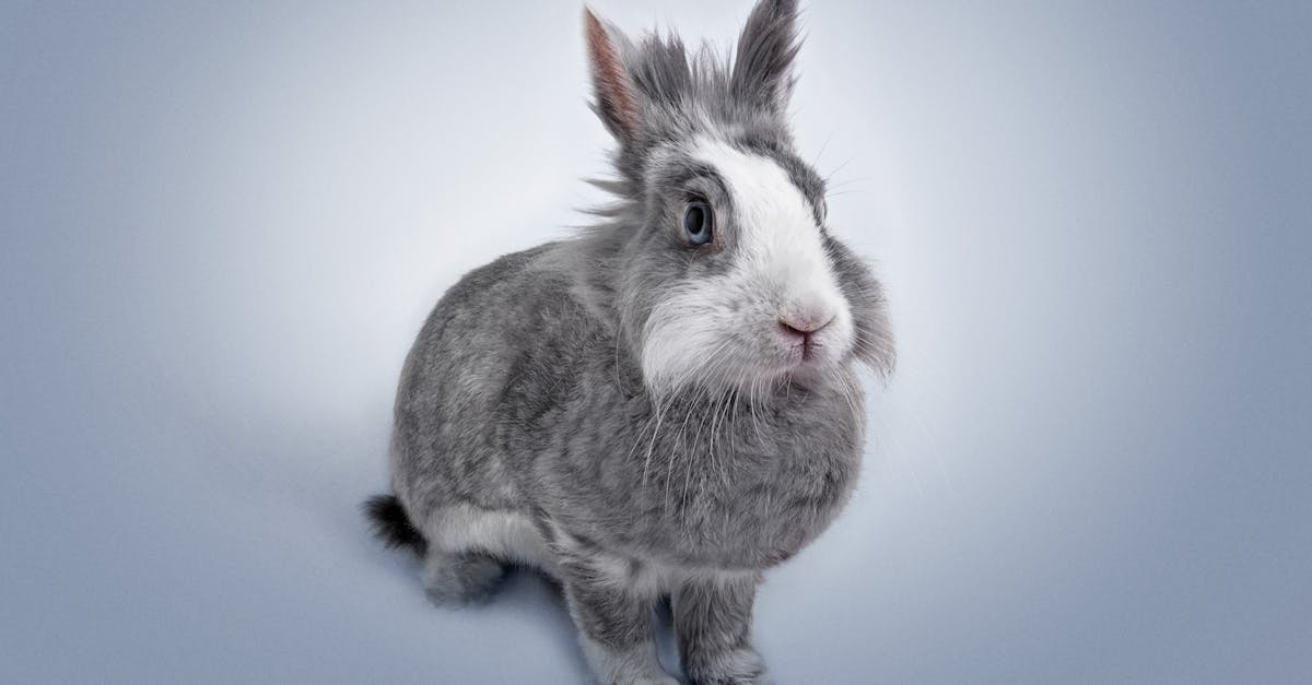 découvrez tout sur le lapin : ses caractéristiques, son habitat, son alimentation et ses particularités fascinantes. guide complet pour les passionnés de la nature et des animaux.
