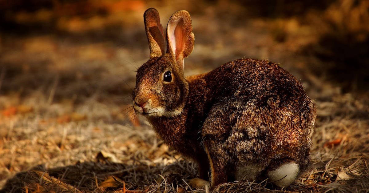 découvrez tout sur le lapin : ses caractéristiques, son habitat, son alimentation, ainsi que des conseils pour l'élever et en prendre soin.