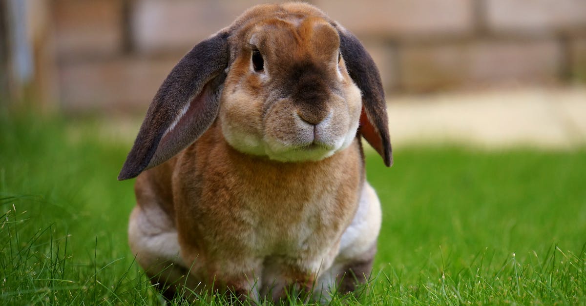 découvrez le rabbit vibrator, un sextoy polyvalent et innovant conçu pour offrir un double plaisir grâce à sa stimulation simultanée du point g et du clitoris. parfait pour explorer de nouvelles sensations seul(e) ou à deux.