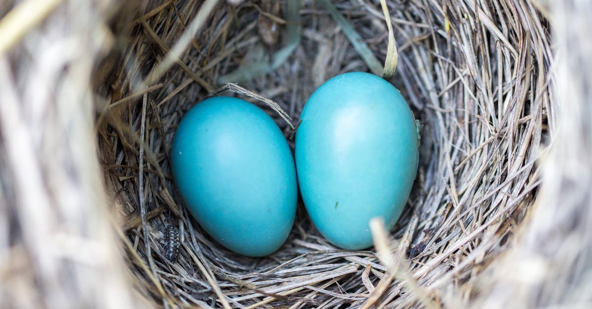 découvrez les vibrating eggs, des œufs vibrants discrets et ludiques pour des moments de plaisir en solo ou en couple. idéal pour explorer de nouvelles sensations en toute sécurité.